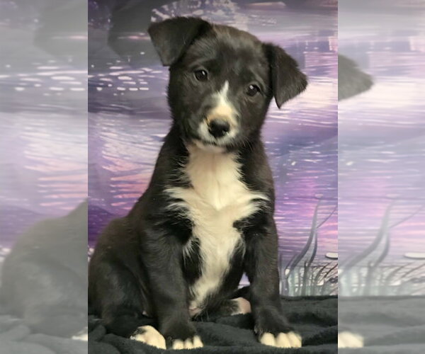 Medium Photo #1 Borador Puppy For Sale in Lakewood, CO, USA