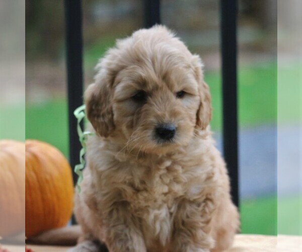 Medium Photo #3 Goldendoodle-Poodle (Miniature) Mix Puppy For Sale in NEWMANSTOWN, PA, USA