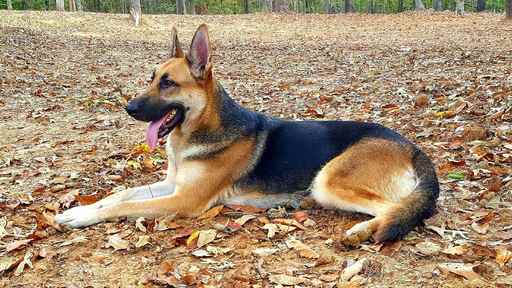 Medium Photo #1 German Shepherd Dog Puppy For Sale in MIDDLETON, TN, USA