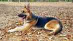 Small Photo #1 German Shepherd Dog Puppy For Sale in MIDDLETON, TN, USA