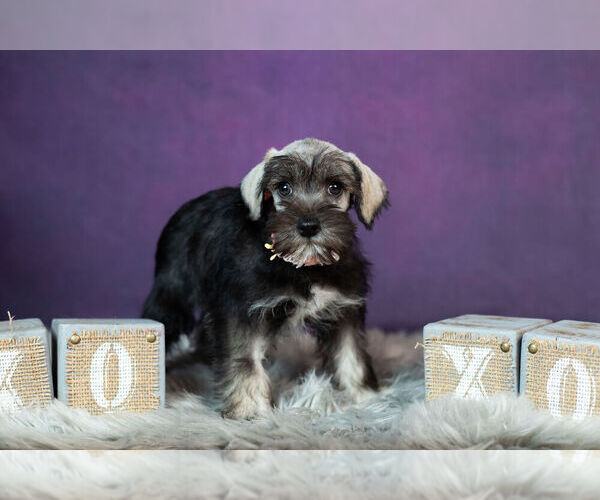 Medium Photo #5 Schnauzer (Miniature) Puppy For Sale in WARSAW, IN, USA