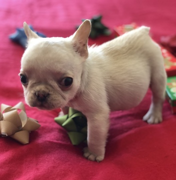 Medium Photo #13 French Bulldog Puppy For Sale in CHARLESTON, SC, USA