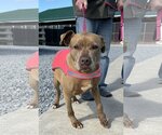 Small #6 Bullboxer Pit
