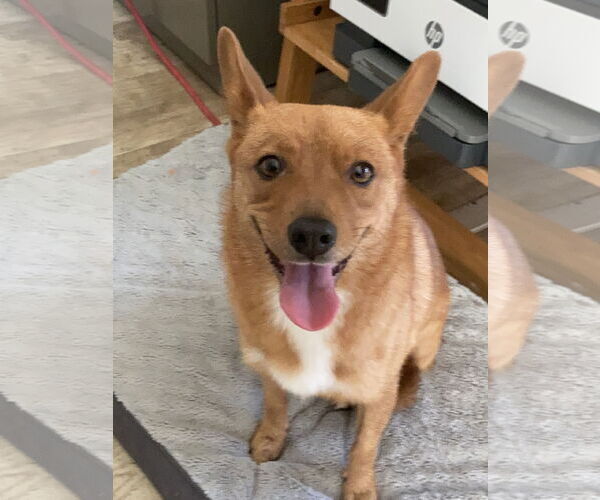 Medium Photo #6 Schipperke-Unknown Mix Puppy For Sale in San Diego, CA, USA