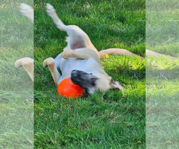 Medium Photo #5 Mutt Puppy For Sale in Stevens Point, WI, USA