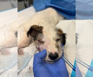 Jack Russell Terrier-Unknown Mix Dogs for adoption in New York, NY, USA