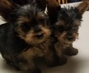 Small Photo #10 Yorkshire Terrier Puppy For Sale in SUWANEE, GA, USA