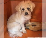 Arthur - Male Maltipoo (Miniature) Dog for Adoption - Small photo