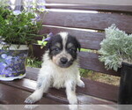 Small Photo #10 Huskimo Puppy For Sale in KALAMAZOO, MI, USA