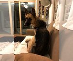 Small #8 German Shepherd Dog