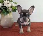 Small Photo #9 French Bulldog Puppy For Sale in GOSHEN, IN, USA