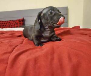 Dachshund Puppy for sale in DANVILLE, VA, USA