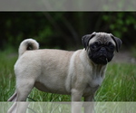 Image preview for Ad Listing. Nickname: Blanche