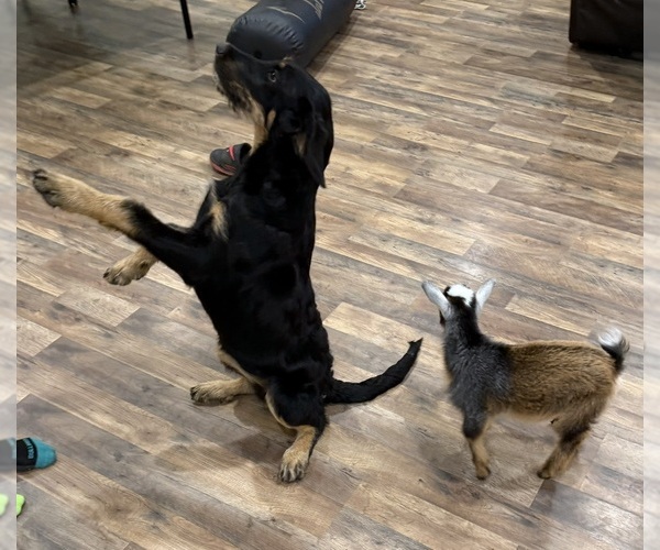 Medium Photo #6 Bernedoodle-Leonberger Mix Puppy For Sale in LITTLE ROCK, AR, USA