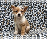 Small Photo #1 Texas Heeler Puppy For Sale in LAKELAND, FL, USA