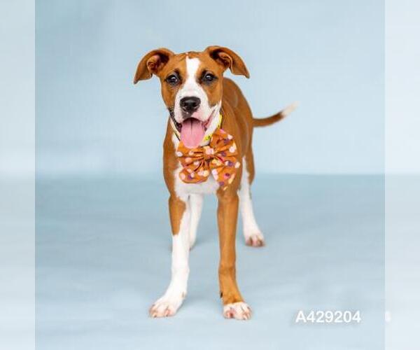Medium Photo #1 Boxer-Unknown Mix Puppy For Sale in Conroe, TX, USA
