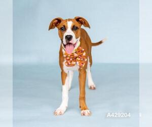 Boxer-Unknown Mix Dogs for adoption in Conroe, TX, USA
