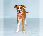 Small Boxer Mix