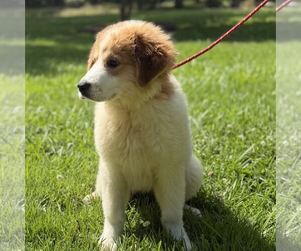 Medium Photo #3 Great Pyrenees Puppy For Sale in Yardley, PA, USA