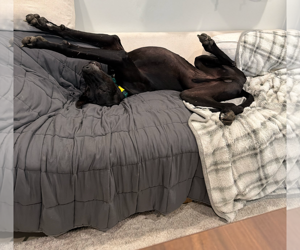 Medium Photo #9 Great Dane Puppy For Sale in Sandy, UT, USA