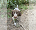 Small Photo #4 German Shorthaired Pointer Puppy For Sale in SORRENTO, FL, USA