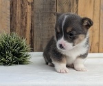 Small Photo #19 Pembroke Welsh Corgi Puppy For Sale in GOSHEN, IN, USA