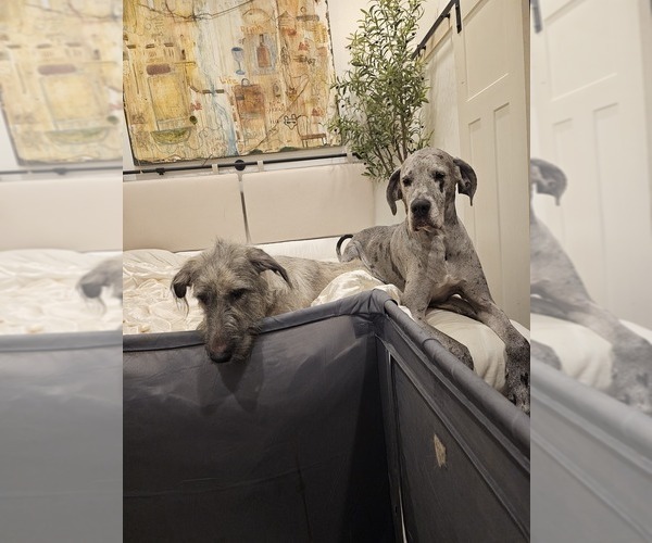 Medium Photo #50 Irish Dane Puppy For Sale in SPRINGFIELD, MO, USA