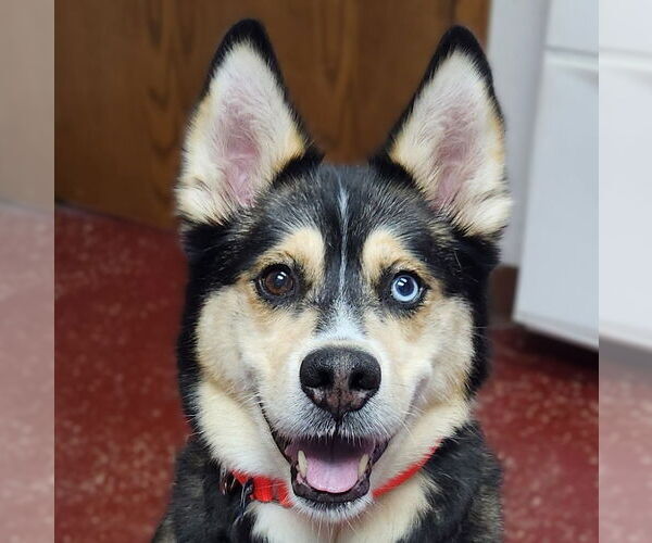 Medium Photo #4 Siberian Husky-Unknown Mix Puppy For Sale in Fargo, ND, USA