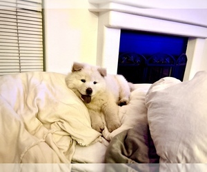Chow Chow Puppy for sale in OCEANSIDE, CA, USA