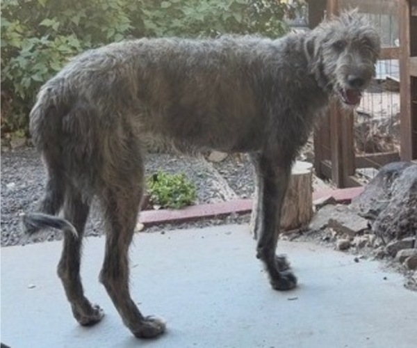 Medium Photo #1 Irish Wolfhound Puppy For Sale in VEYO, UT, USA