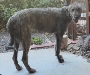 Father of the Irish Wolfhound puppies born on 06/03/2026