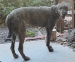Small Photo #1 Irish Wolfhound Puppy For Sale in VEYO, UT, USA