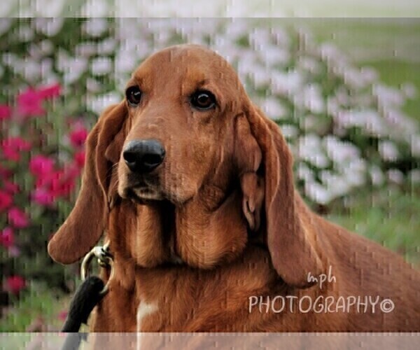 Medium Photo #1 Basset Hound Puppy For Sale in LIBERTY, KY, USA