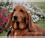 Small Photo #1 Basset Hound Puppy For Sale in LIBERTY, KY, USA