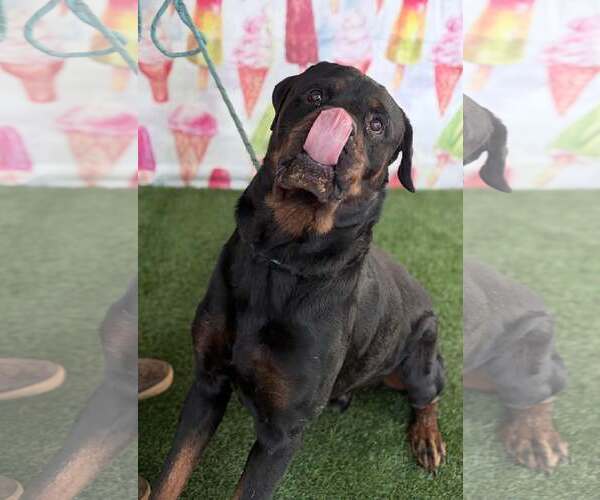 Medium Photo #3 Rottweiler Puppy For Sale in Hillsboro, NH, USA