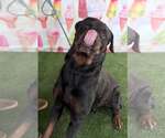 Small #2 Rottweiler