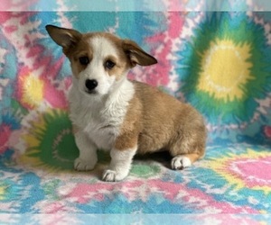 Pembroke Welsh Corgi Puppy for sale in LANCASTER, PA, USA