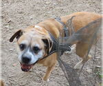 Small #3 Boxer
