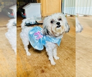 Mother of the Havanese puppies born on 04/13/2025