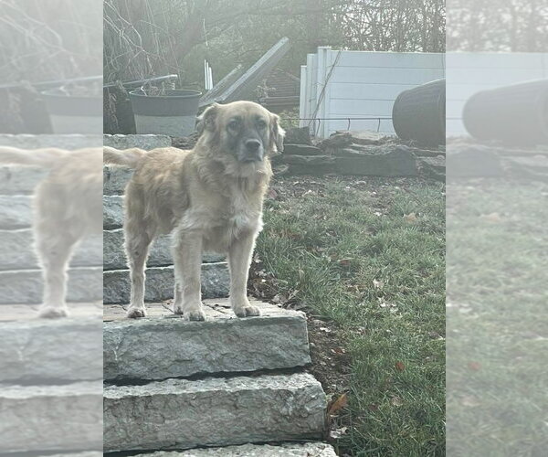 Medium Photo #11 Golden Retriever-Unknown Mix Puppy For Sale in Germantown, OH, USA