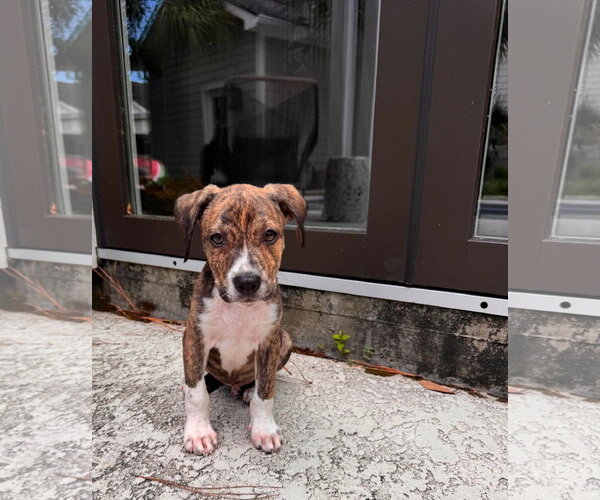 Medium Photo #2 Mutt Puppy For Sale in Mount Pleasant, SC, USA