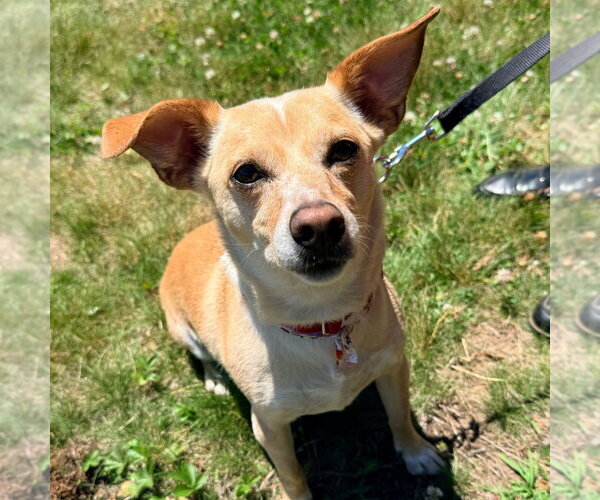 Medium Photo #18 Chihuahua-Unknown Mix Puppy For Sale in Canton, CT, USA