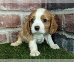 Small #8 Cavalier King Charles Spaniel