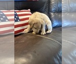 Small #15 Labrador Retriever