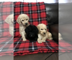 Poodle (Standard) Puppy for sale in PARKER, CO, USA