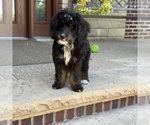 Small #2 Bernedoodle