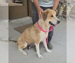 Small #1 Collie-Great Pyrenees Mix