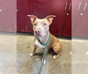 American Pit Bull Terrier Dogs for adoption in Downey, CA, USA