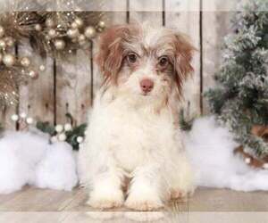 Pomeranian Puppy for sale in MOUNT VERNON, OH, USA