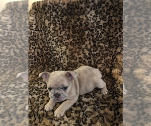 French Bulldog Puppy for sale in SAINT PETERS, MO, USA